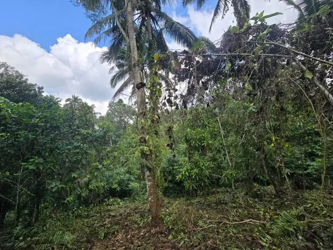 Dujual kebun durian manggus murah di tabanan balj - Image 7 of 10