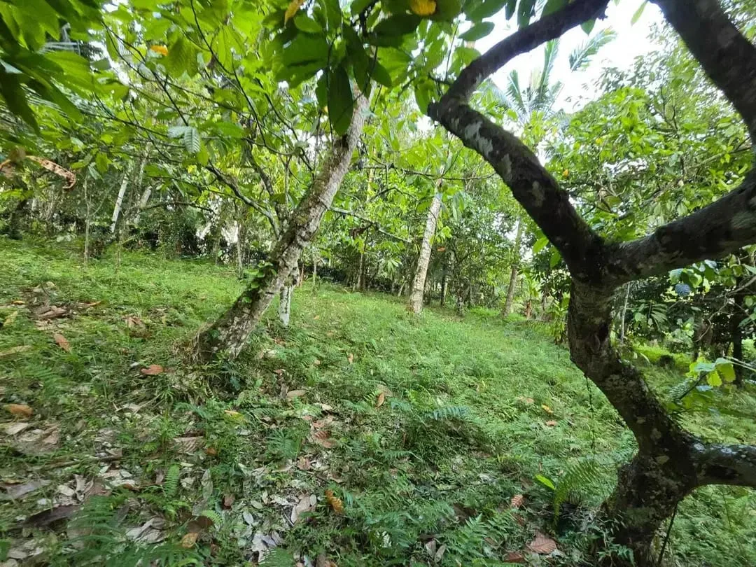 Dijual tanah kebun view sawah di bali yello zona - Image 3 of 10