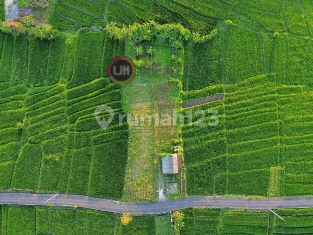 Dijual Tanah Munggu Badung Bali Dekat Pantai Munggu - Image 3 of 5