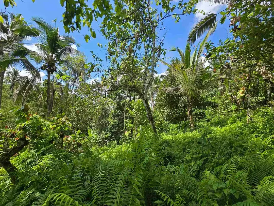 Dijual tanah murah los sungai air jernih di bali - Image 6 of 10