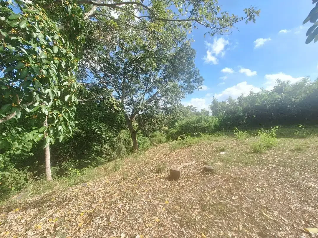 Tanah View Sungai dan Sawah di Greenlot Sambandha Munggu - Image 7 of 10