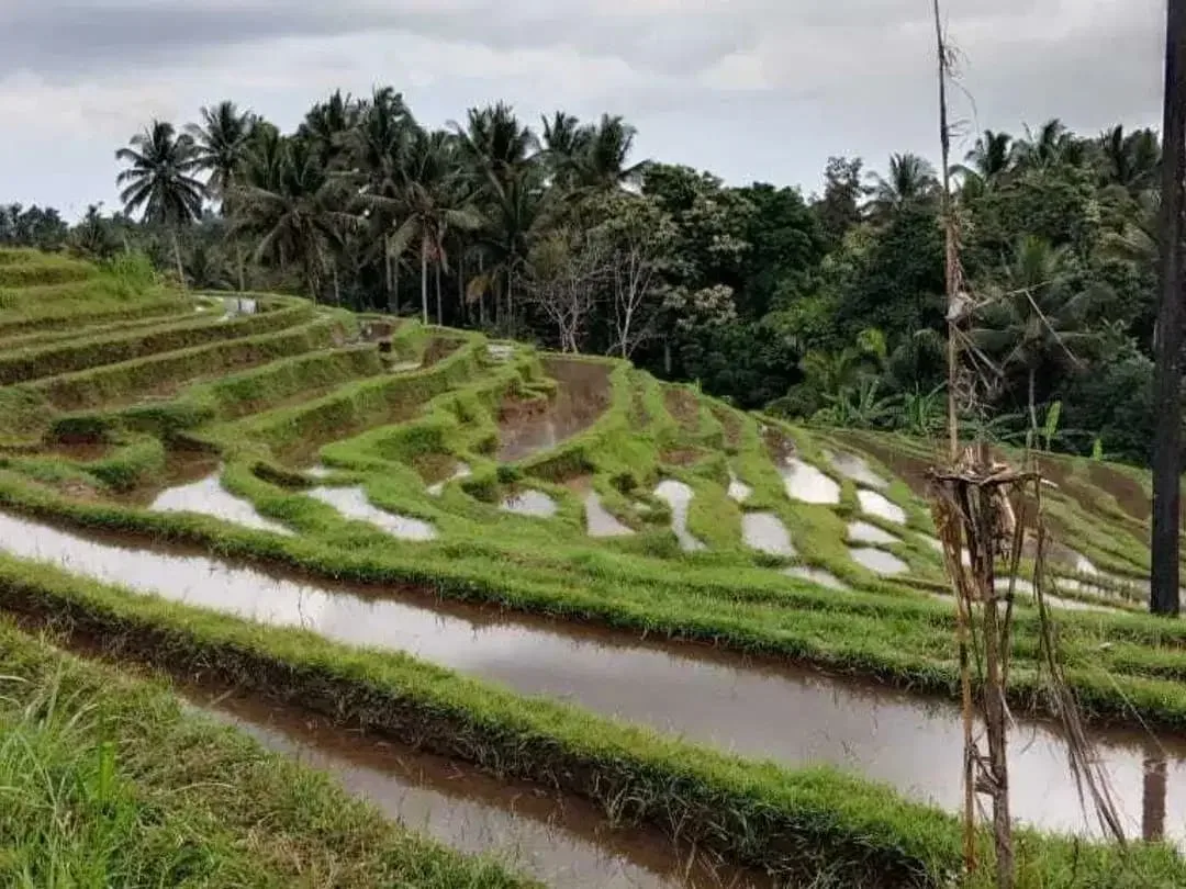 Tanah Perkebunan Durian - Image 3 of 4