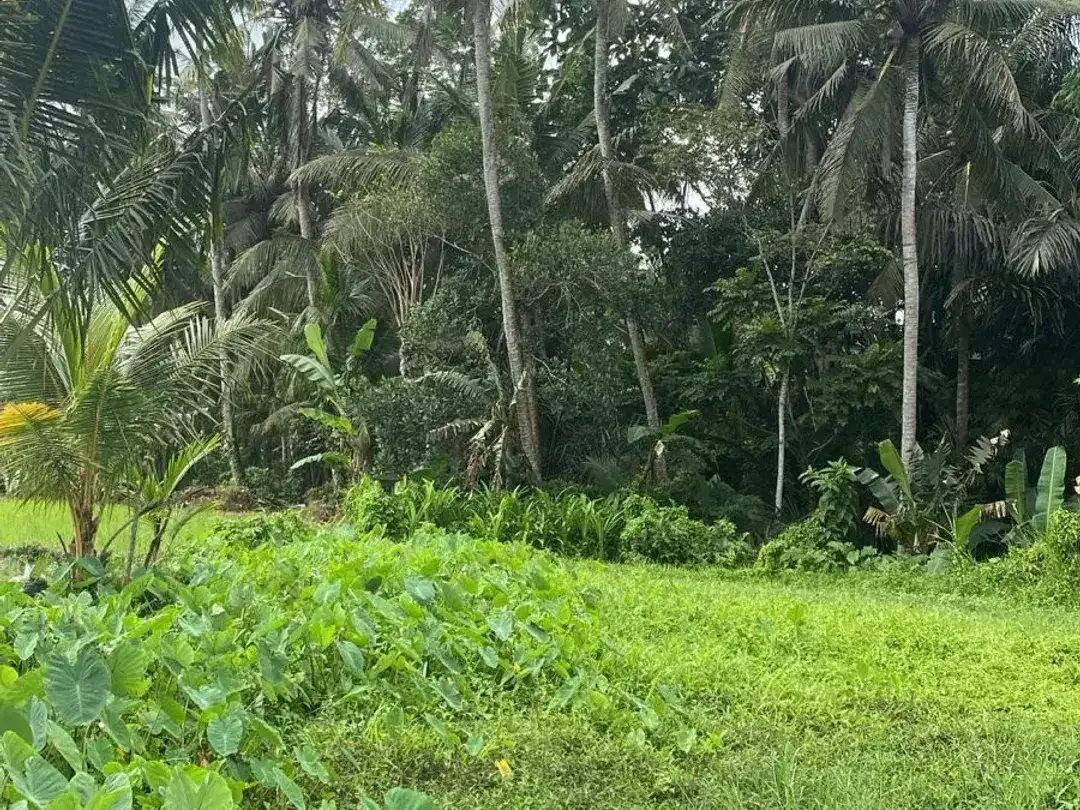 Land for sale in Ubud, Bali - Image 3 of 5