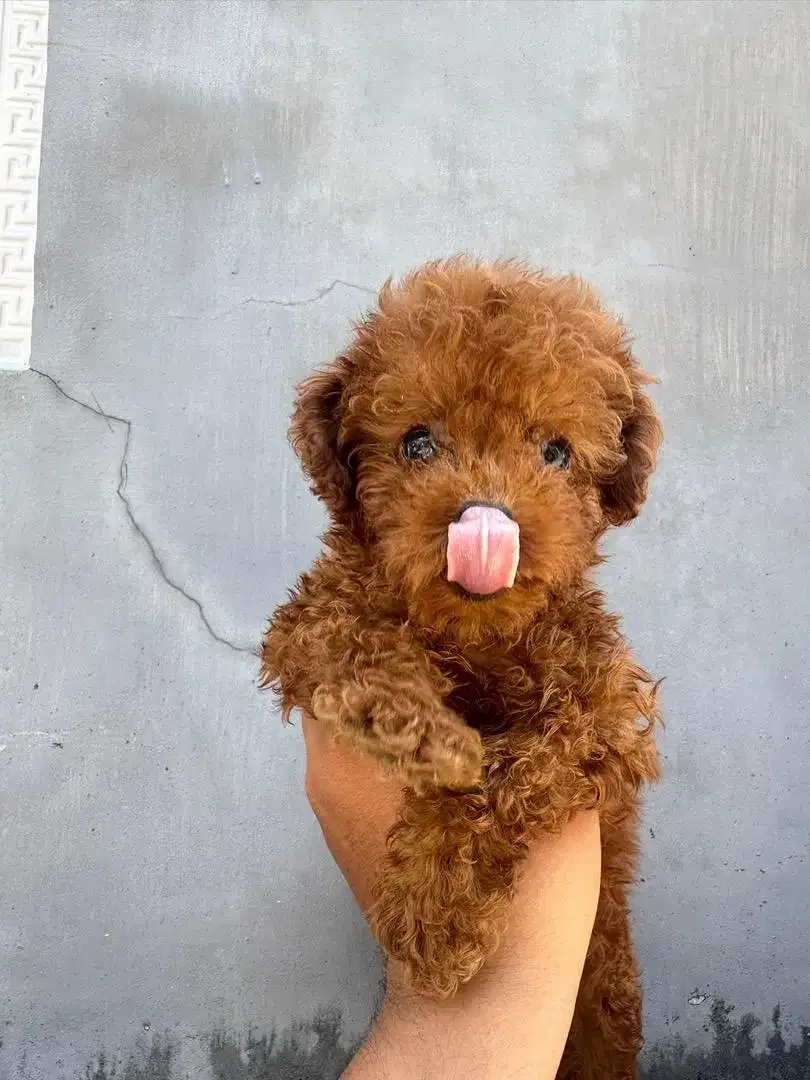 Toy Poodle podle pudel - Image 2 of 2