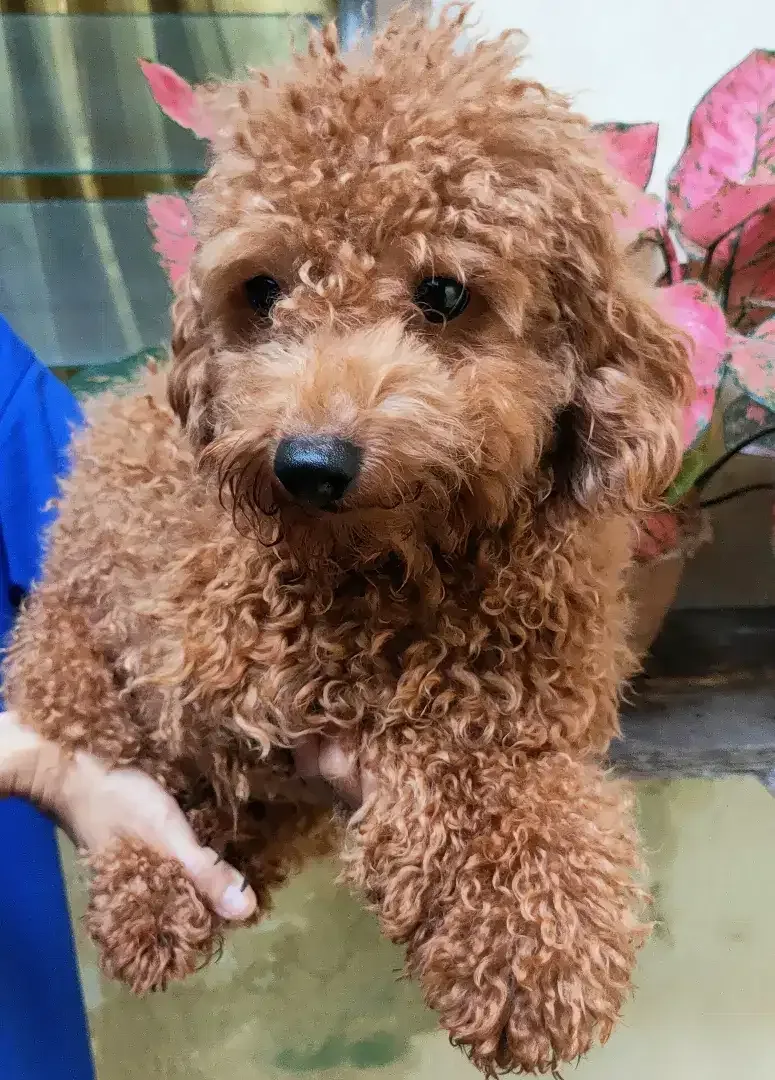 DI JUAL MURAH TOY POODLE Apricot JANTAN STAMBUM VAKSIN KUALITAS BAGUS - Image 3 of 5