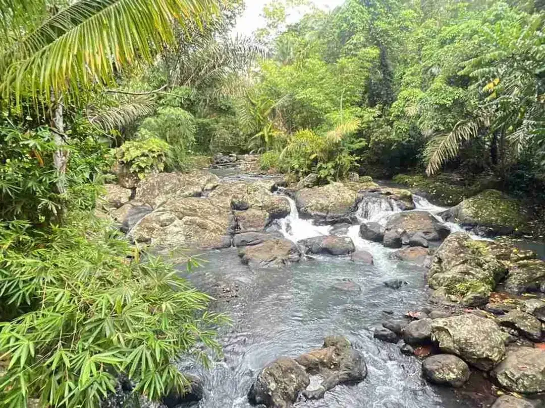 jual tanah kebun Los sungai besar, dengan aneka buah lokal di manikyang selemadeg tabanan bali. - Image 5 of 10