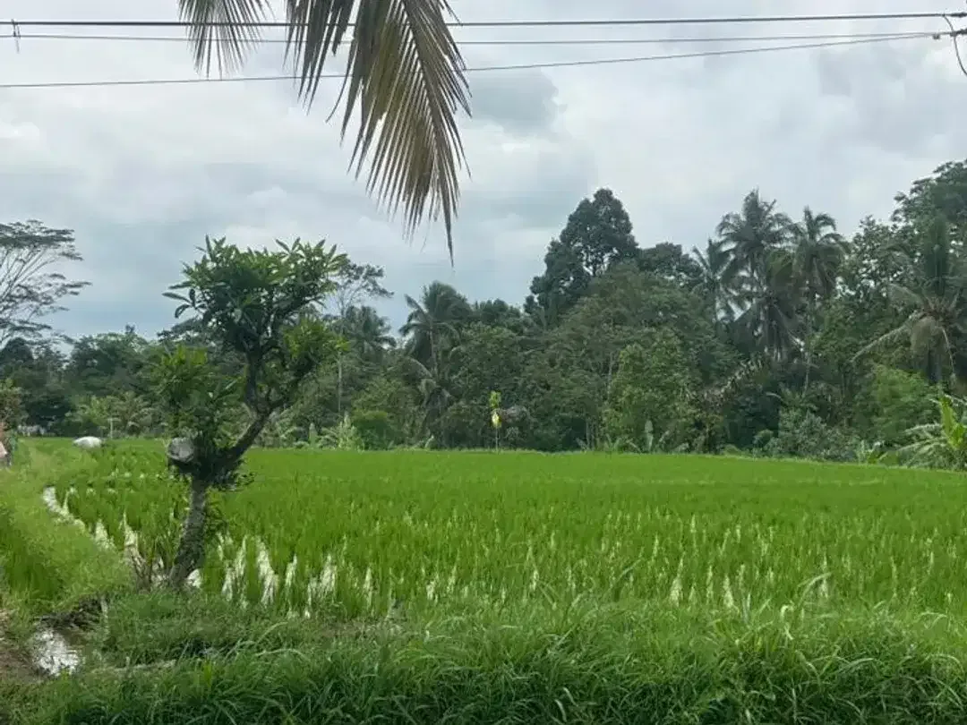 Rare! Tanah Kavling View Sawah – Lingkungan Asri, Legalitas Aman - Image 8 of 10