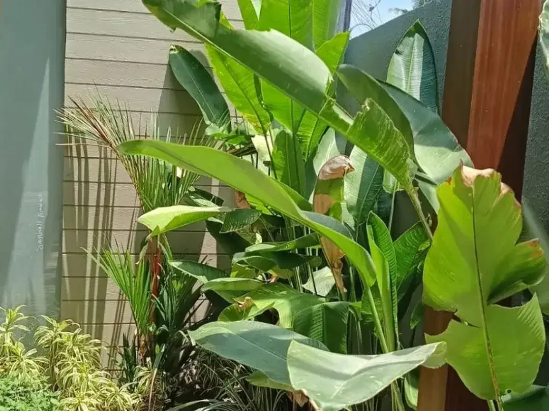 FOR SALE  RENT  BRNAD NEW VILLA PRIVAT BIG GARDEN FULLY FURNISHED DI TEGALALANG UBUD - Image 6 of 10