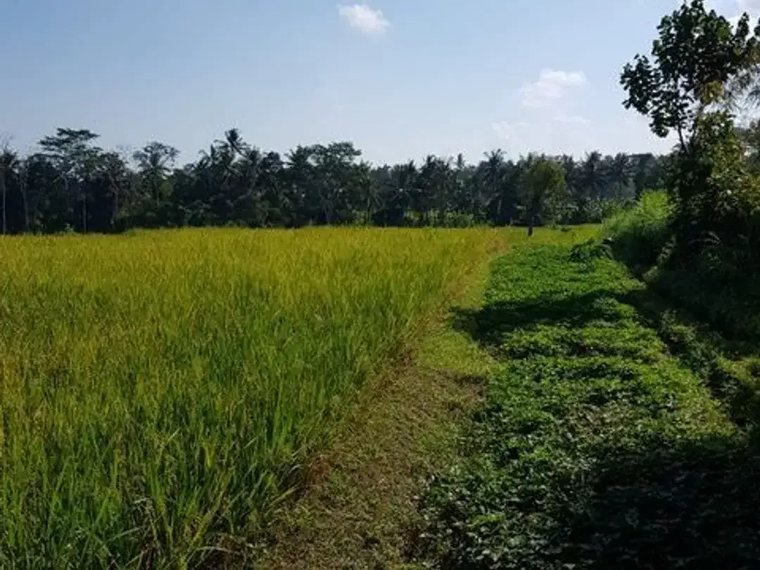 Tanah Murah Dekat Ubud View Sawah Luas 28,2 Are Cocok Villa di Pejeng, Gianyar - Image 6 of 10