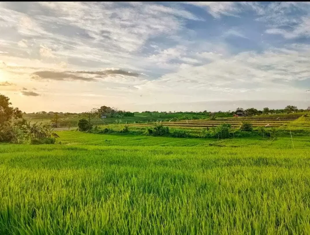 DIJUAL TANAH DI UMA ALAS , DIJUAL TANAH DI CANGGU AREA KUTA UTARA - Image 2 of 8