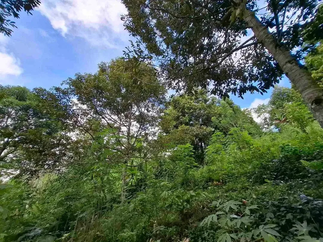 tanah kebun durian murah dan sangat strategis dengan view gunung dan los sungai - Image 6 of 10