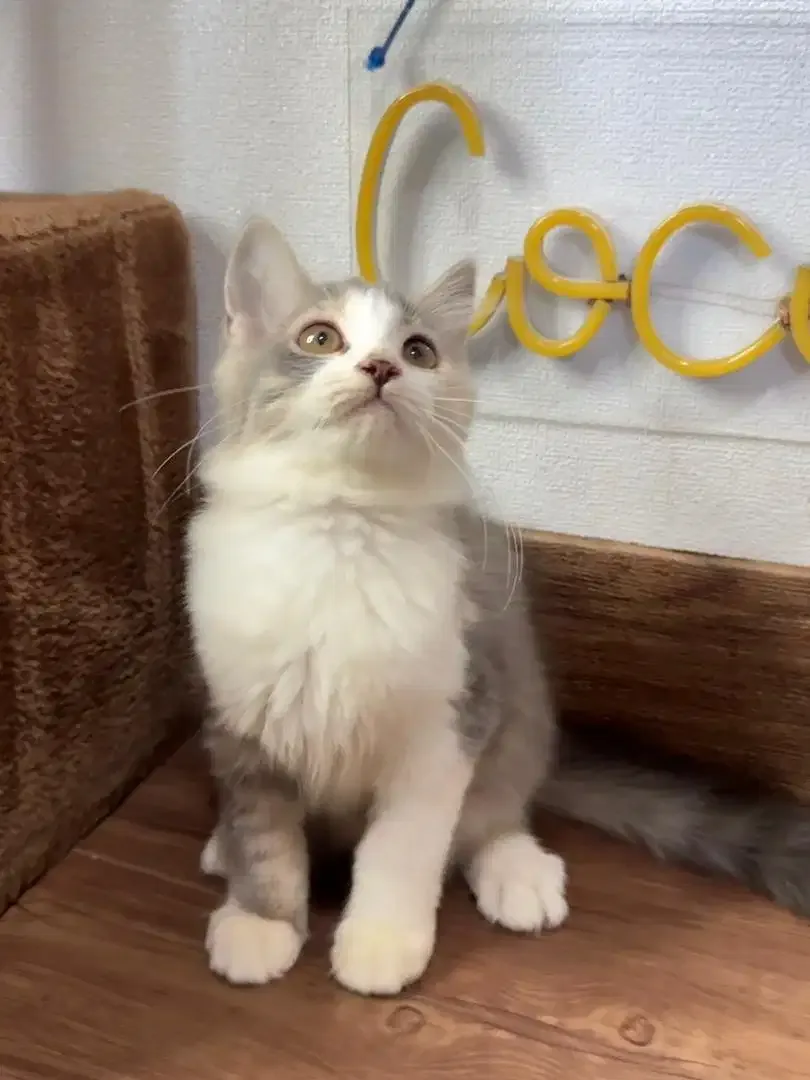 Kitten Kucing Persia - Image 3 of 4