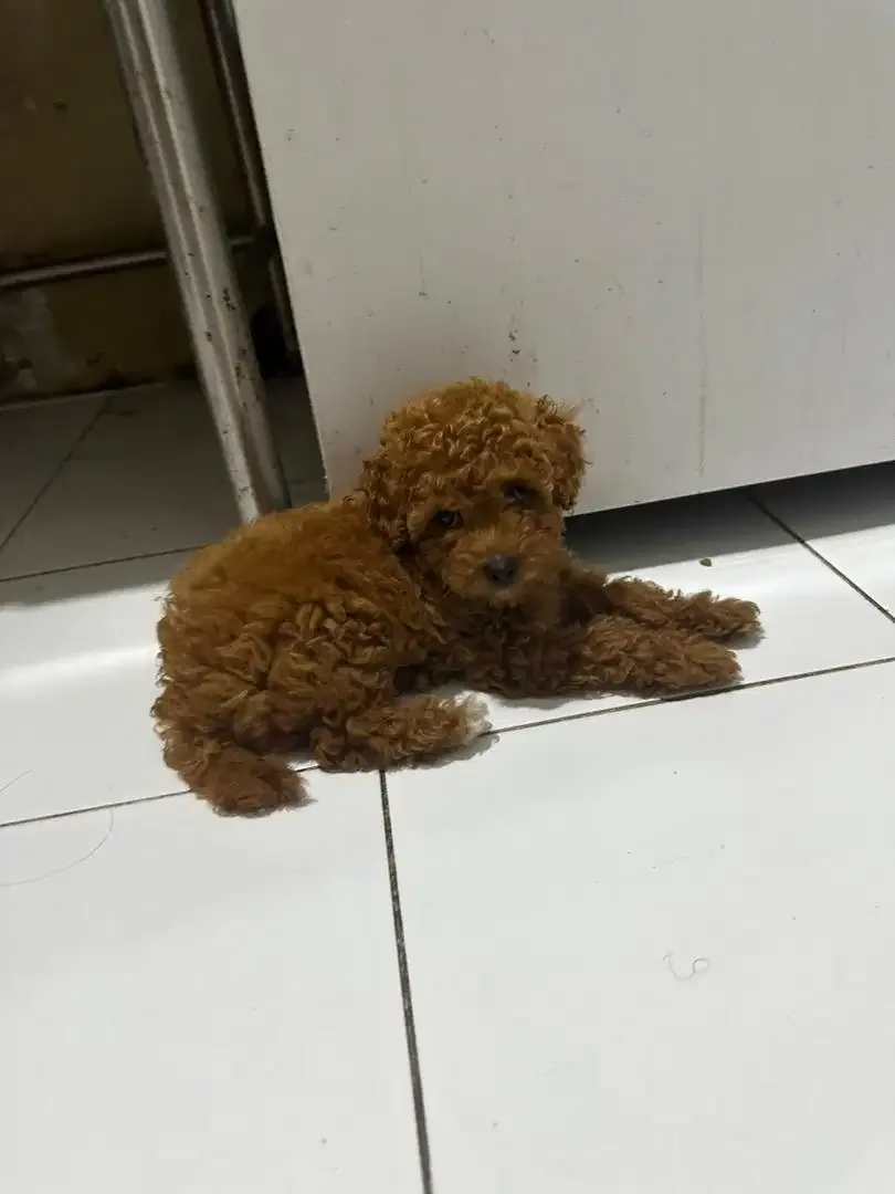 Toy Poodle (Red) - Image 1 of 3