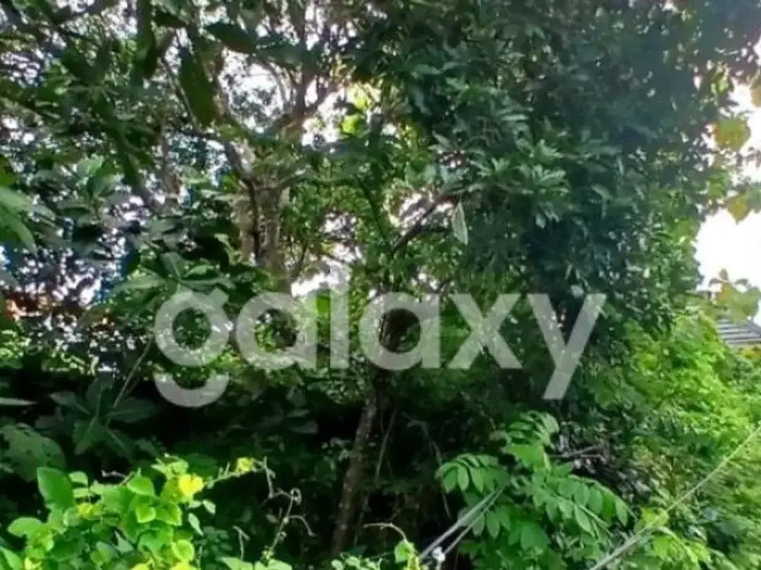 TANAH PINGGIR JALAN DI BELIMBING SARI PECATU BADUNG, BALI - Image 2 of 10