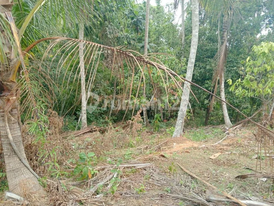 Jual Tanah Kebun Murah Dekat Pantai Balian di Tabanan - Image 3 of 4
