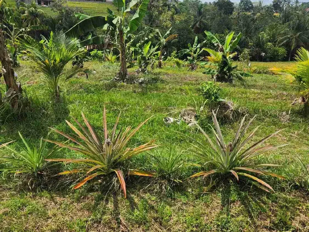 Dijual Tanah Sawah kering Yg sudah ditanami Buah Buahan Dan Sudah ada beberapa Villa di seberang nya Sangat Cocok untuk investasi di Selemadeg Barat Tabanan Bali - Image 2 of 6