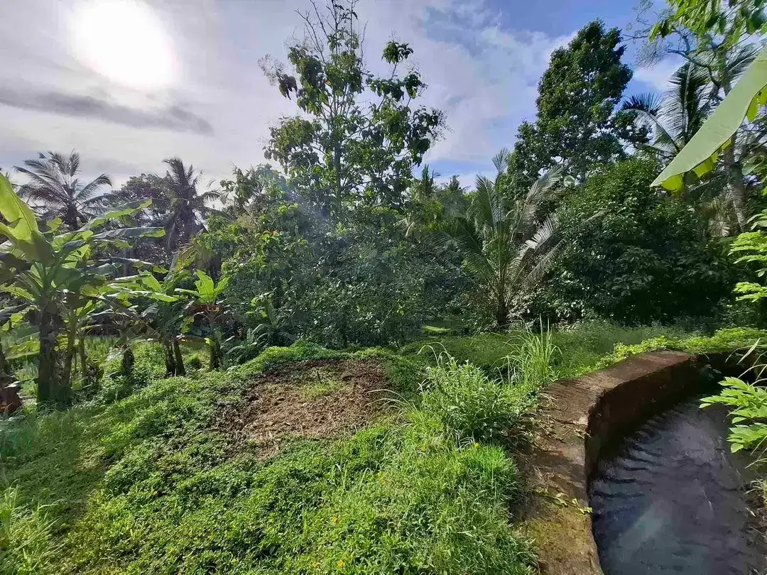 tanah view sawah luas kecil - Image 8 of 8