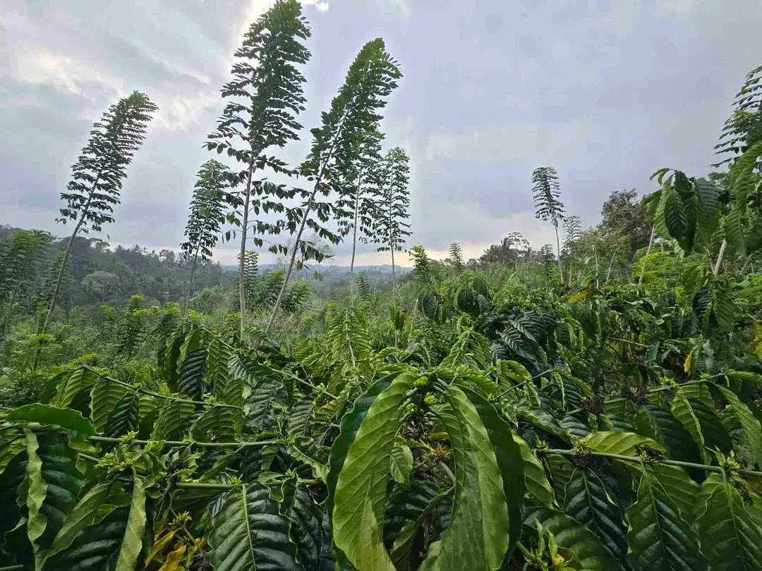 Dijual murah kebun kopi siap panen di pupuan tabanan bali - Image 5 of 10