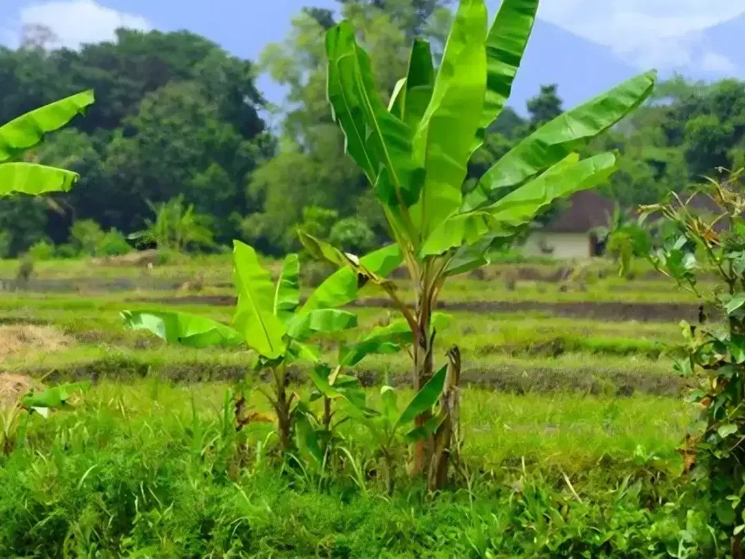 TANAH STRATEGIS LOD TUNDUH UBUD - Image 4 of 10