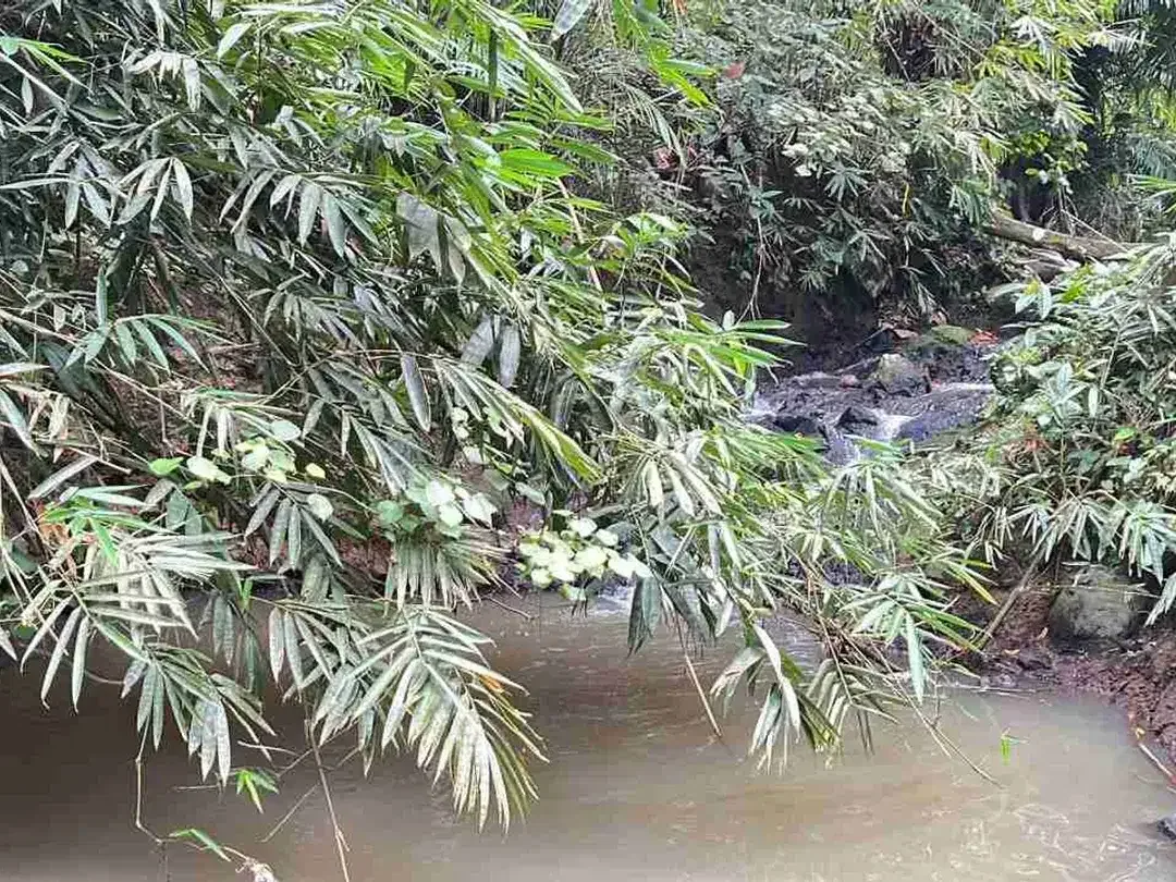 jual tanah di apit dua sungai di desa wisata manikyang, selemadeg tabanan bali. - Image 3 of 10