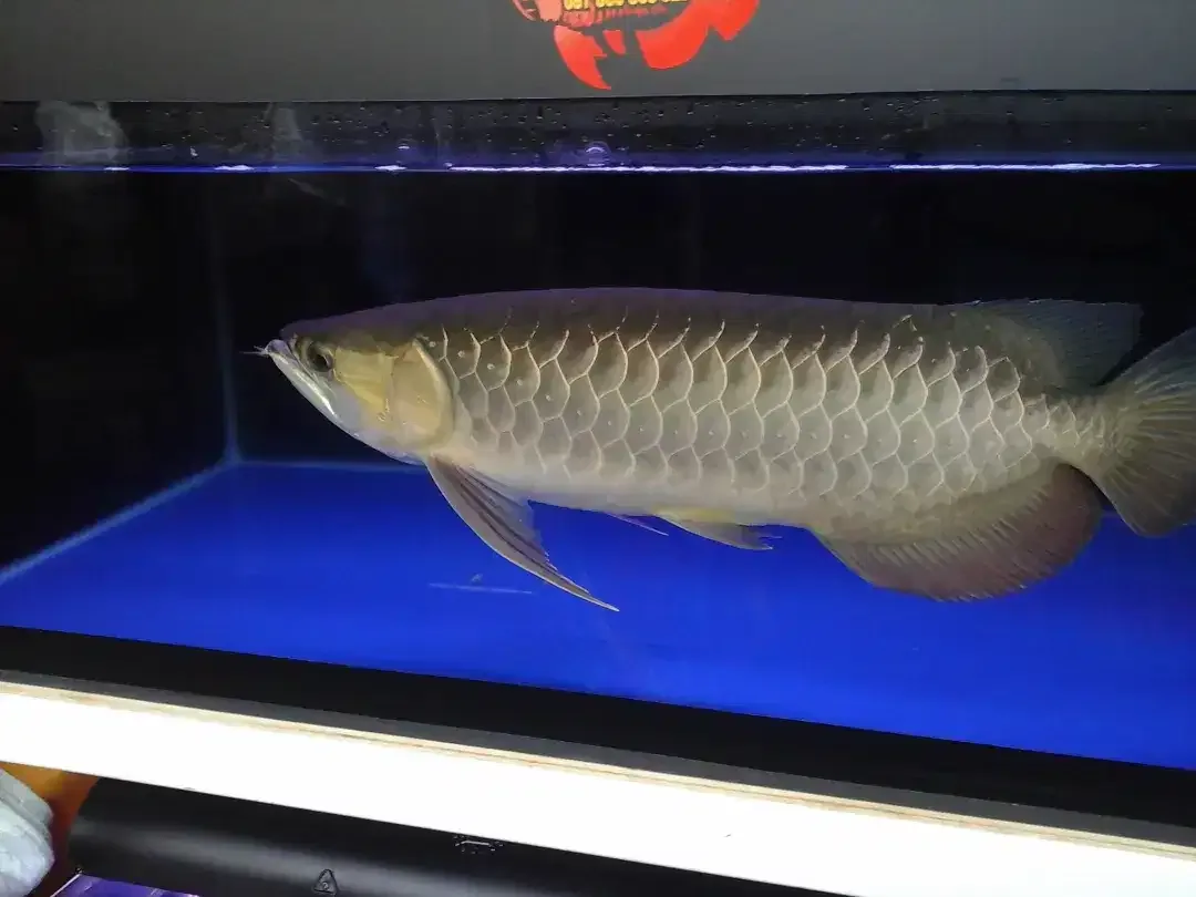 Arwana / Arowana Golden Red Riau 60CM (INDUKAN) - Image 7 of 7
