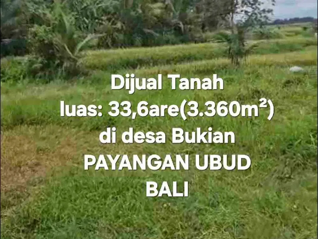 Jual Tanah kebun 33,6are jalan 8 aspal di Payangan Gianyar Ubud Bali - Image 5 of 10