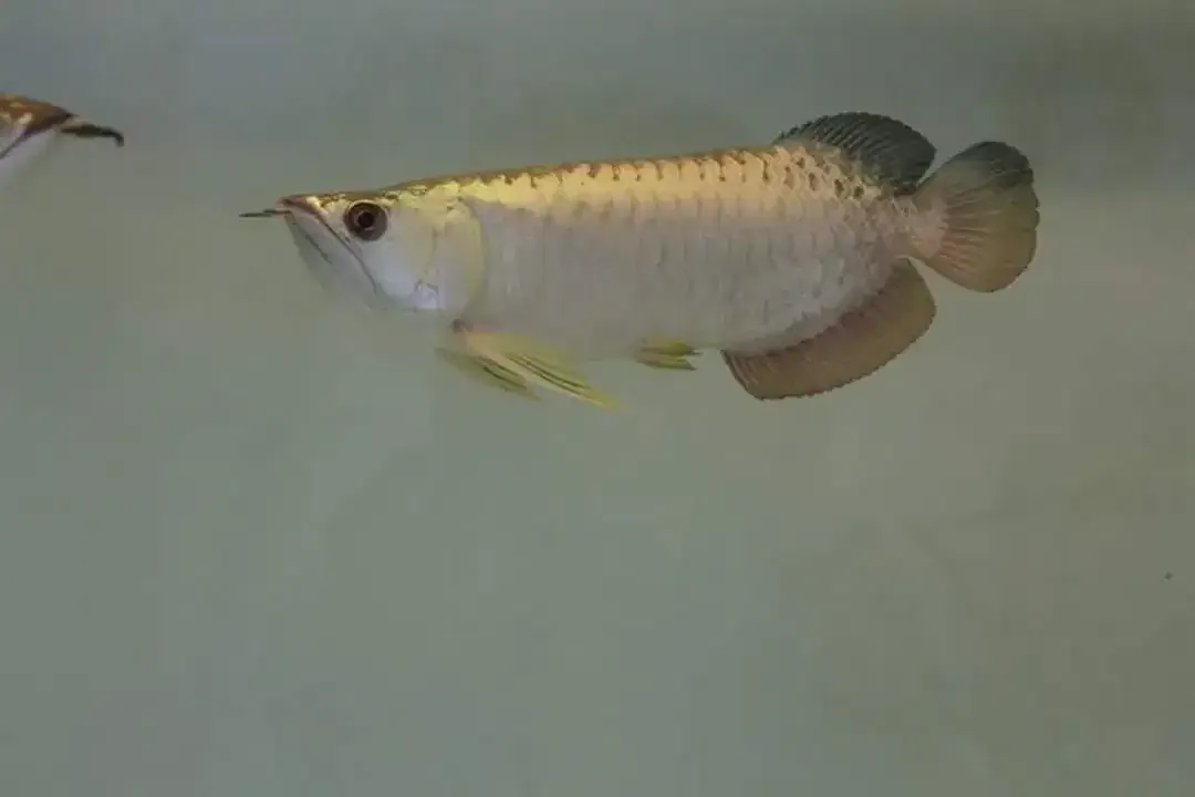 Arwana / Arowana Crossback 24K Malaysia - Image 4 of 6