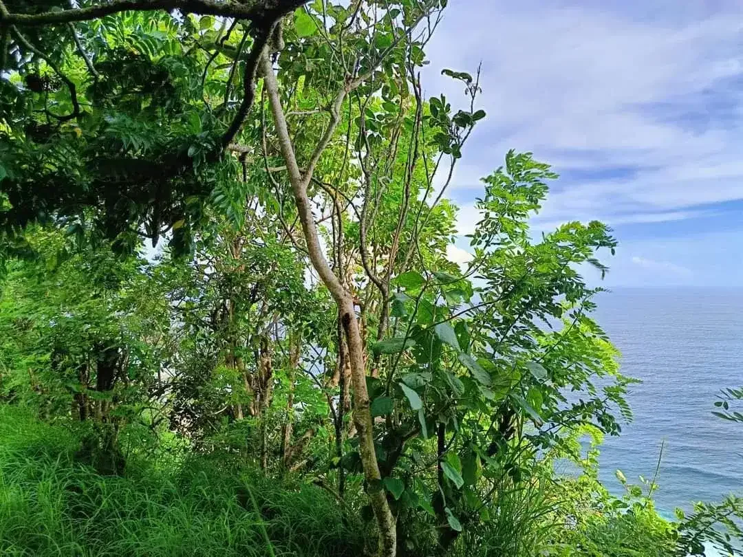 Cliff Front Land for Lease – Nyang Nyang Beach, Uluwatu - Image 4 of 8