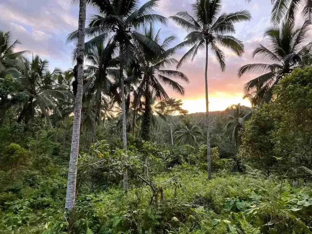 jual tanah kebun Los sungai, view sawah cantik dan sunset yang indah di tabanan bali. - Image 7 of 10