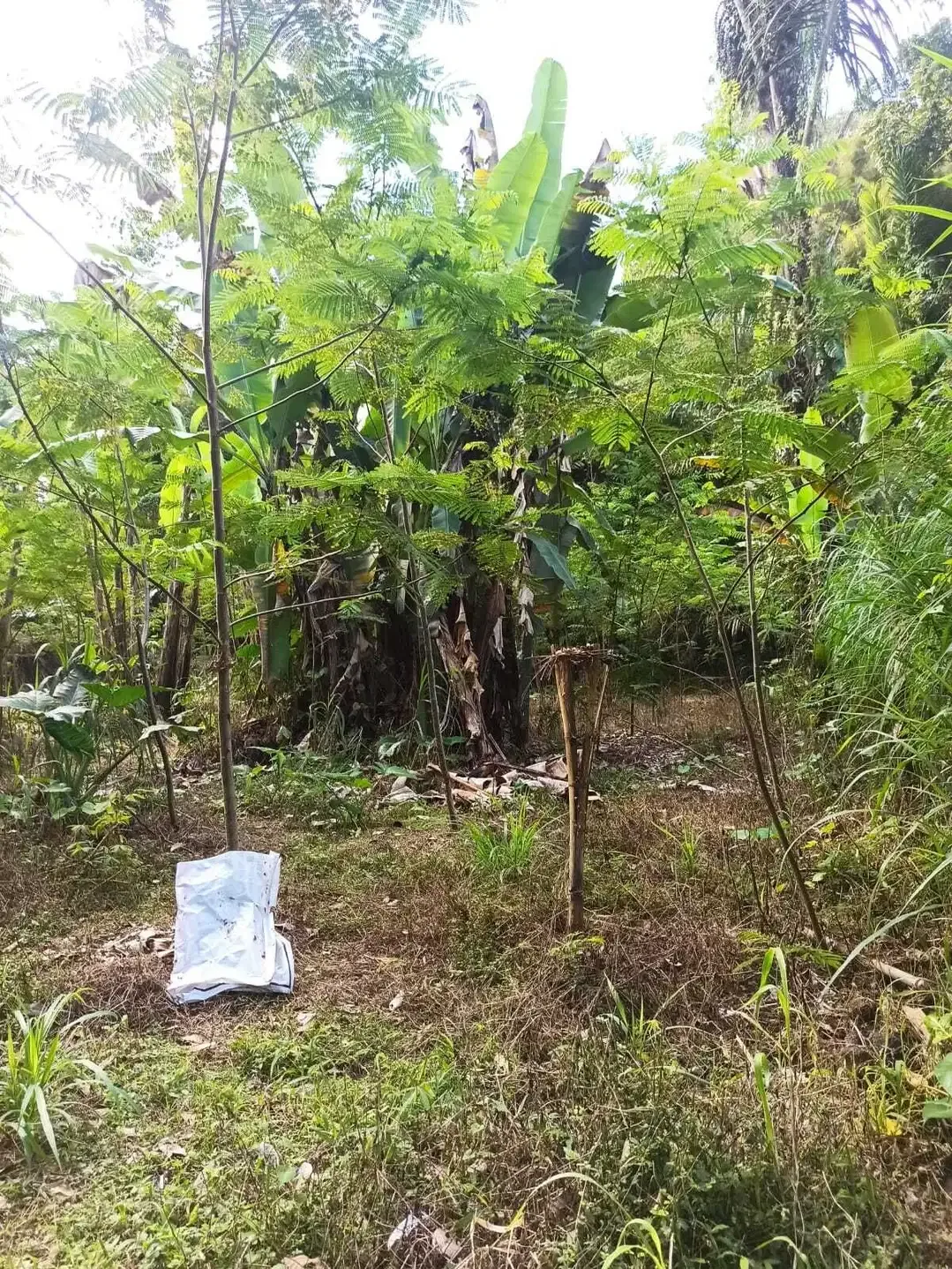 DIJUAL TANAH MURAH DI UBUD GIANYAR - Image 7 of 8
