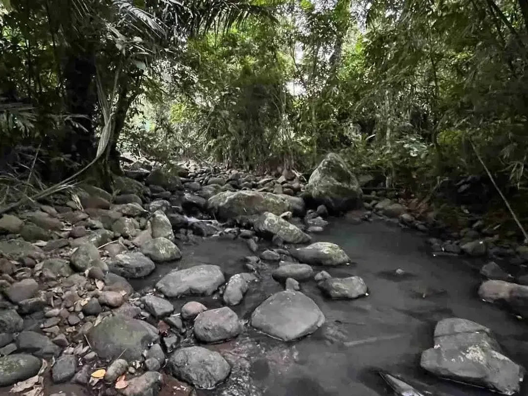 jual tanah kebun Los sungai, view sawah cantik dan sunset yang indah di tabanan bali. - Image 8 of 10