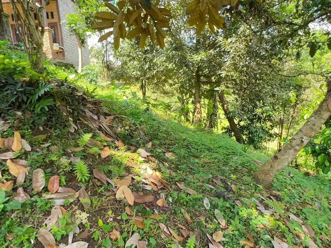 jual tanah dan rumah di desa wisata manikyang tabanan bali - Image 7 of 10