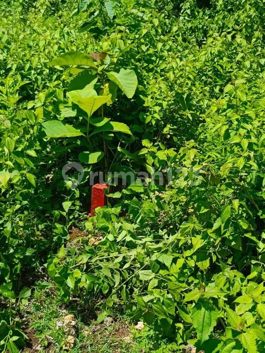 Dijual Tanah di Jimbaran Ãâ¬" Jl. Raffles - Image 3 of 4