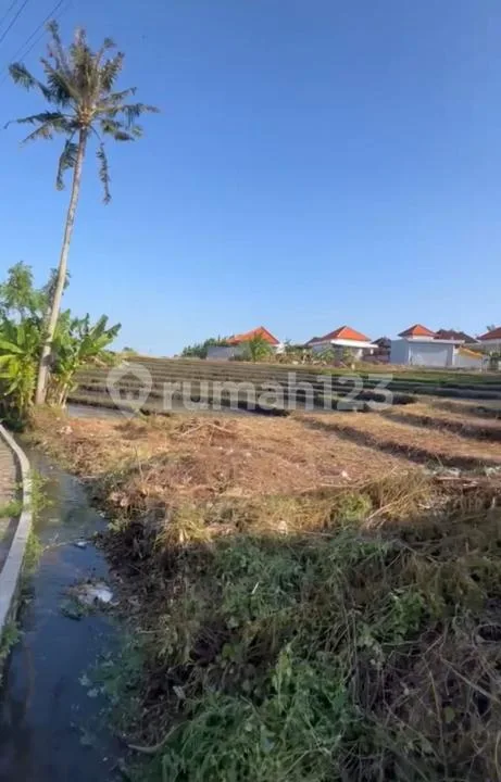 Tanah View Sawah Subak Daksina Canggu #Tj2194tg - Image 1 of 4