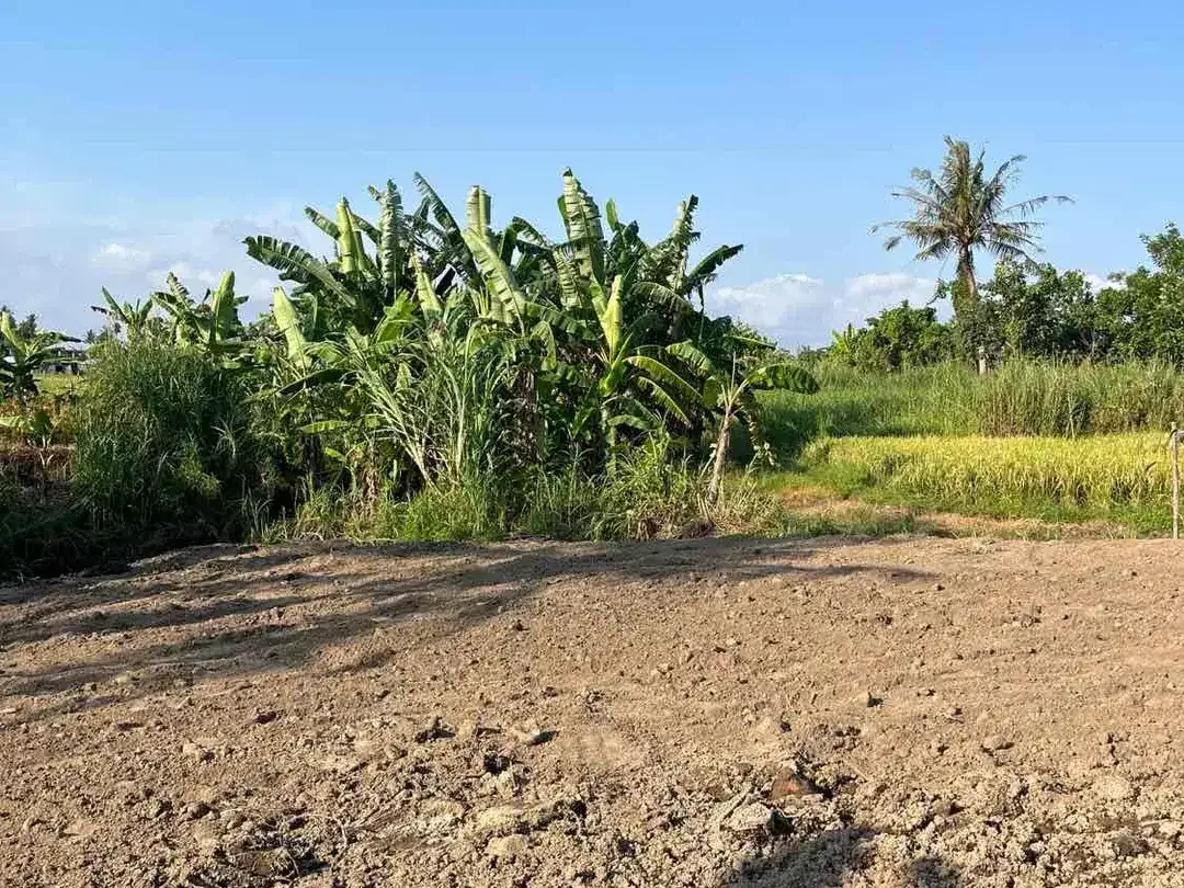 Dijual Tanah Super BUC 200 Meter Dari Pantai Kedungu - Image 2 of 7