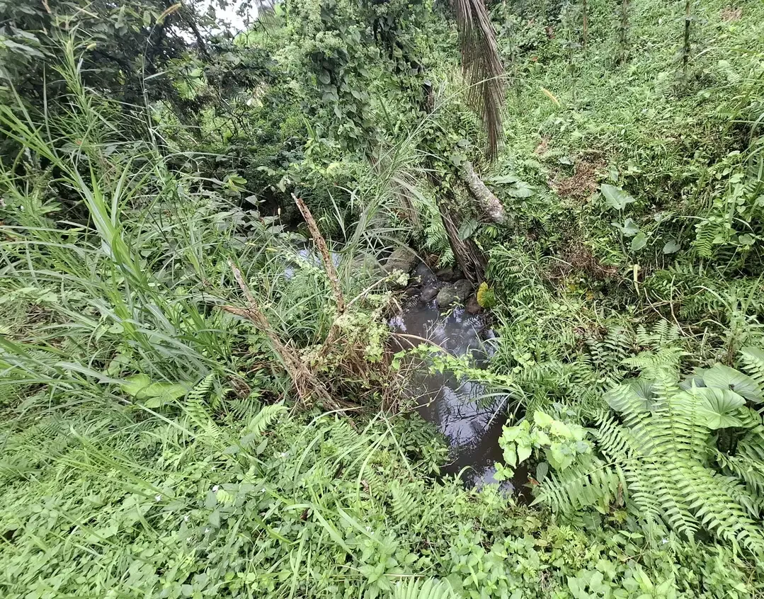 Dijual tanah sawah murah di selemadeg tabanan - Image 6 of 9