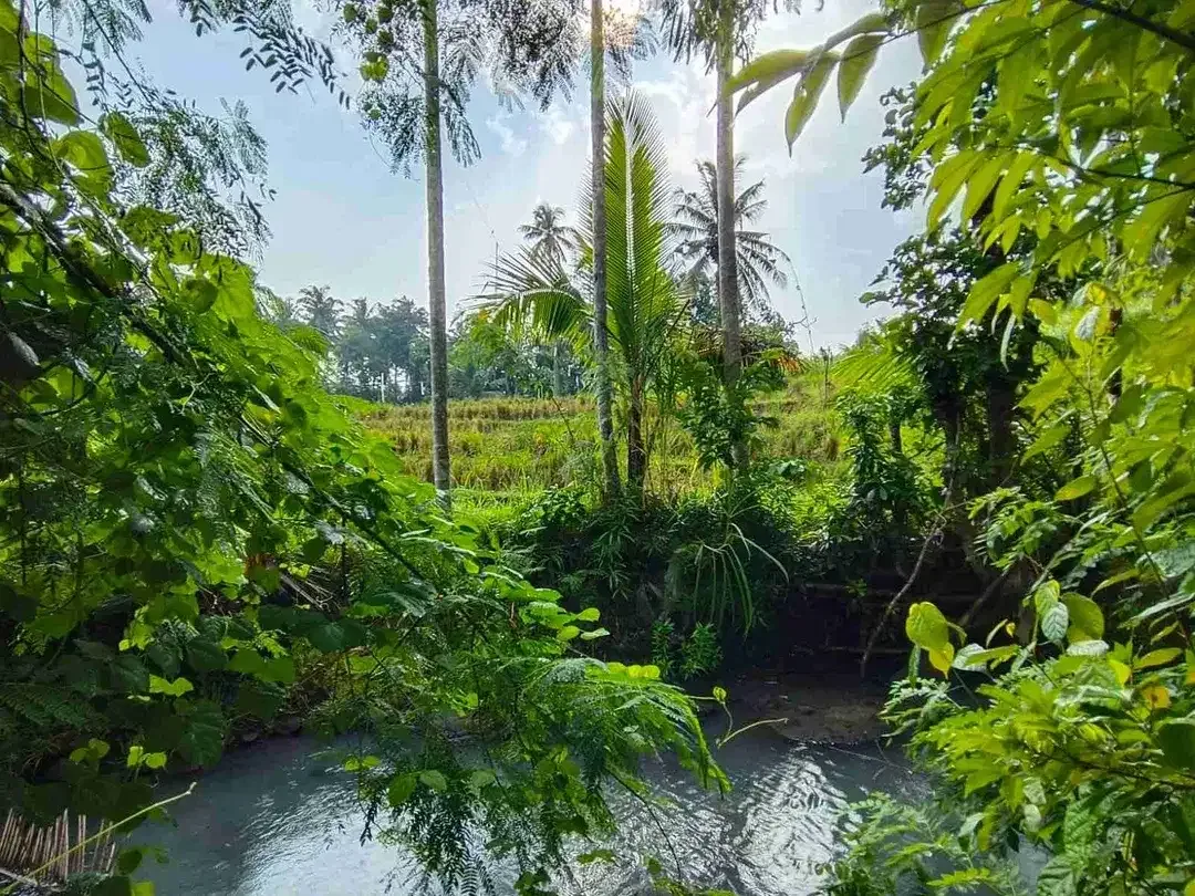 di jual tanah strategis dekat pantai zona pink Los sungai view sawah di tabanan bali - Image 4 of 9