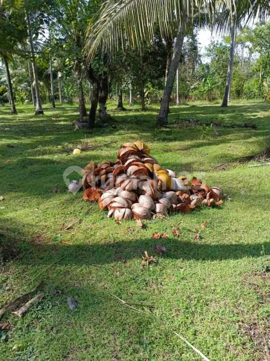 Tanah Kebun Kelapa Aktif Dan Tembus Pantai Di Jembrana - Image 4 of 4