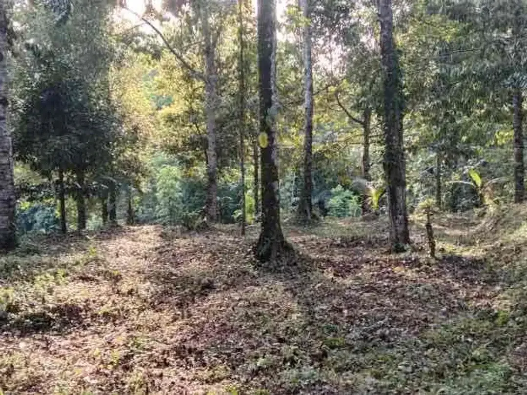 Tanah Sidemen jungle Riceview - Image 6 of 10