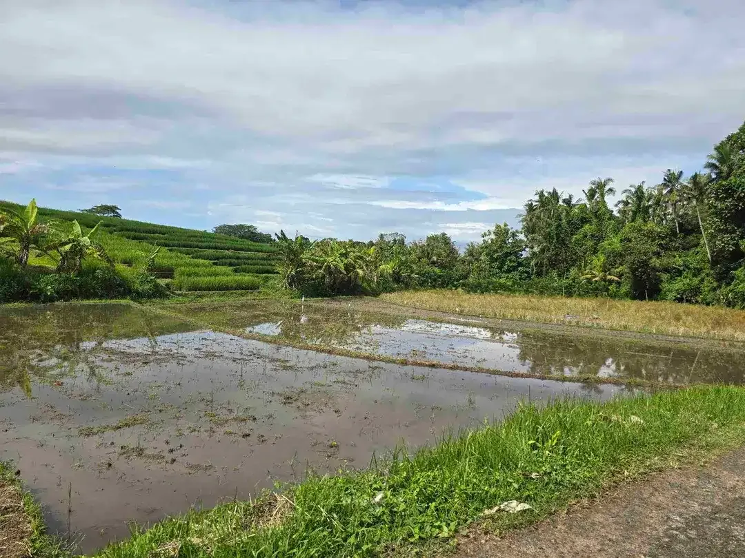 Dijual tanah dekat kota view sawah dan gunung di tabanan bali - Image 10 of 10
