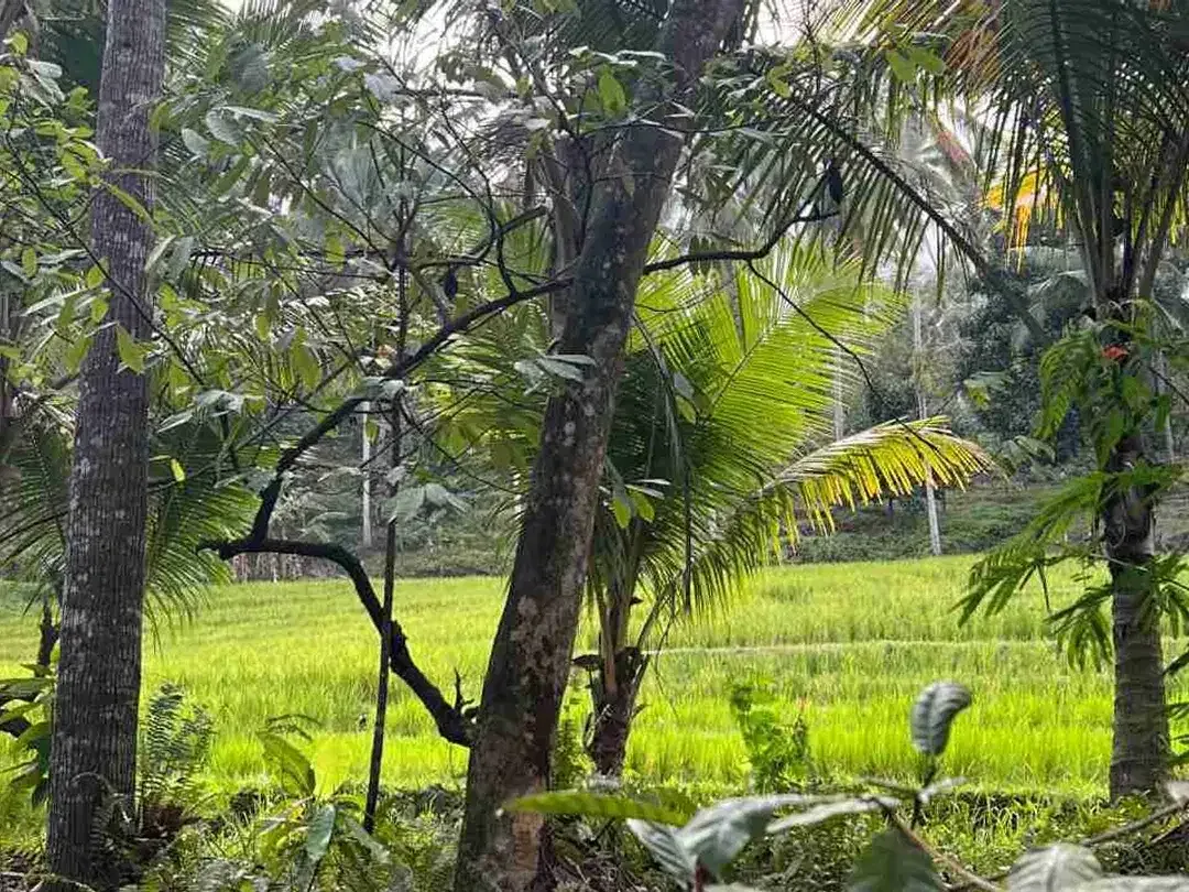 jual tanah kebun view sawah los sungai di tabanan bali - Image 2 of 10