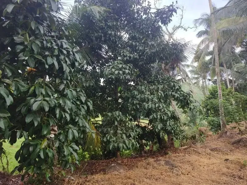 dijual tanah kebun durian dan manggis dengan air terjun di bali - Image 8 of 10