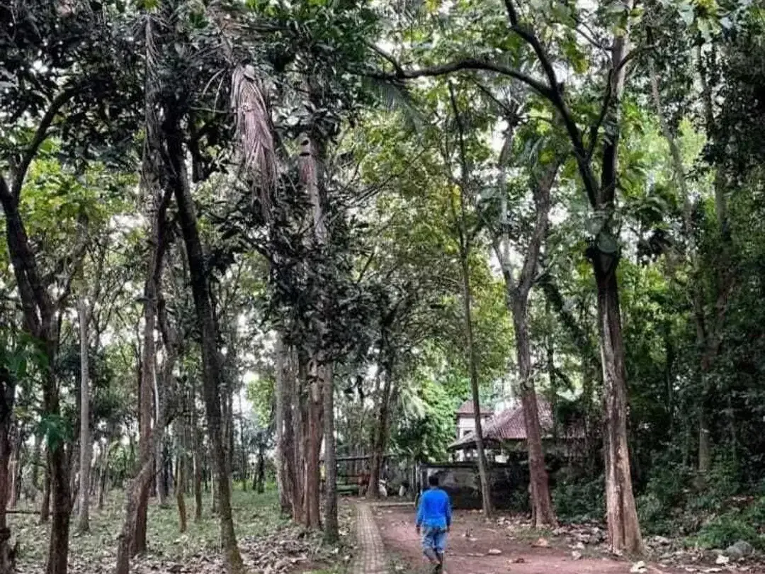 Land for sale in Kaba Kaba, Bali - Image 6 of 10