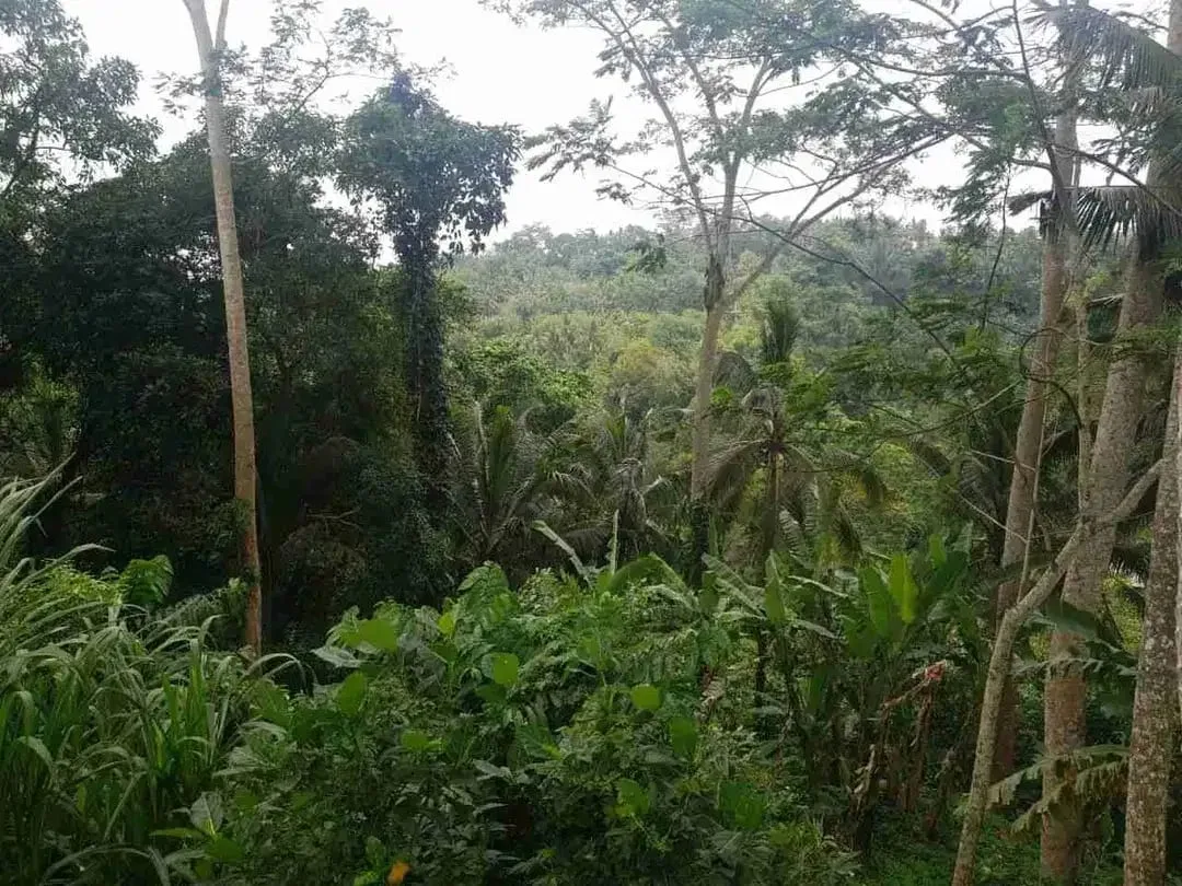 Tanah Komersial Los Sungai Ayung Dekat Mandapa Ubud - Image 8 of 10
