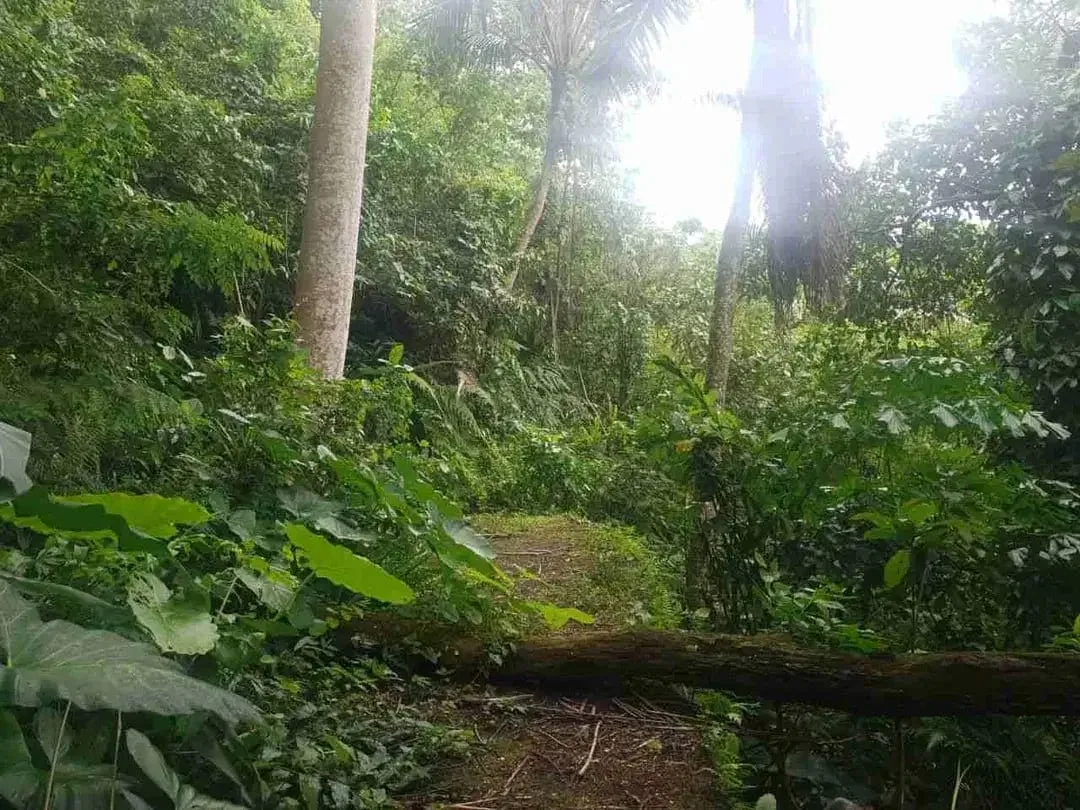 Tanah Komersial Los Sungai Ayung Dekat Mandapa Ubud - Image 10 of 10