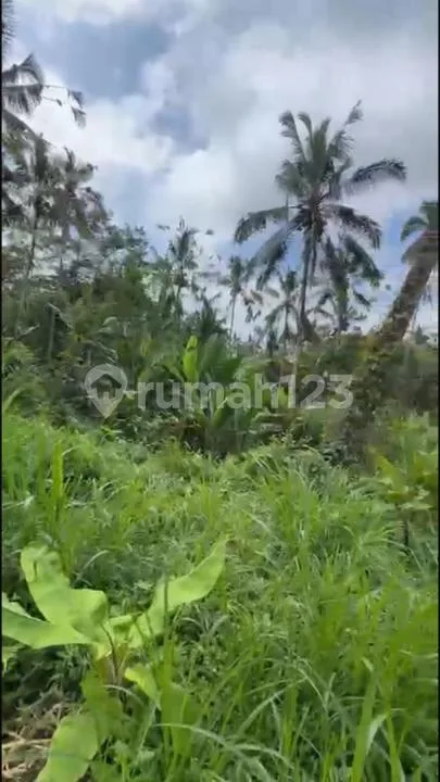 Dijual Tanah Murah - Batas Tampaksiring & Tegallalang, Bali - Image 3 of 4