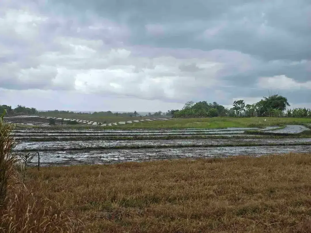 dijual tanah view laut sawah di tabanan bali - Image 9 of 10