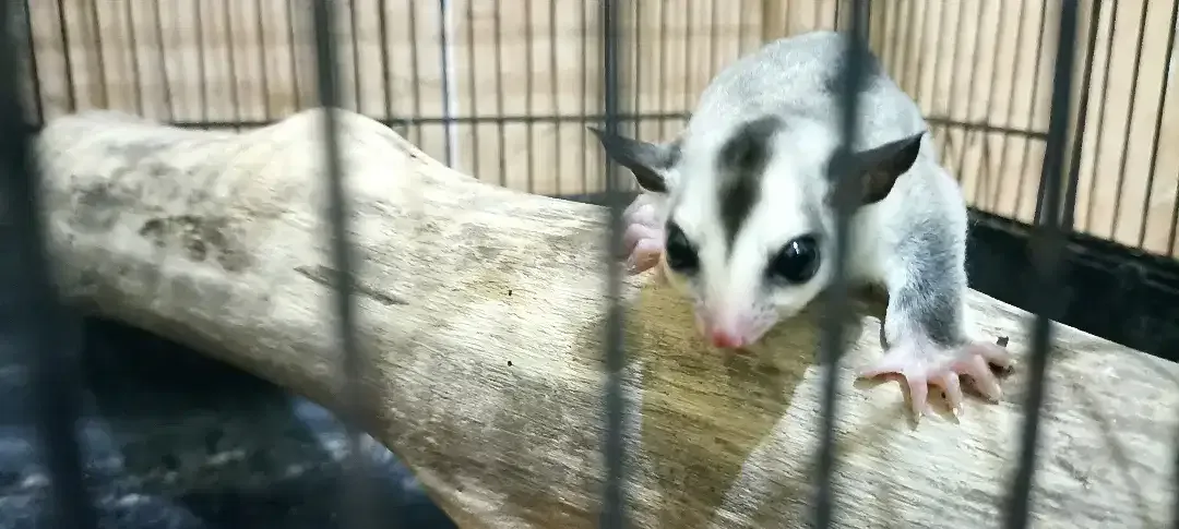 Sugar glider leucistic fullset - Image 2 of 4