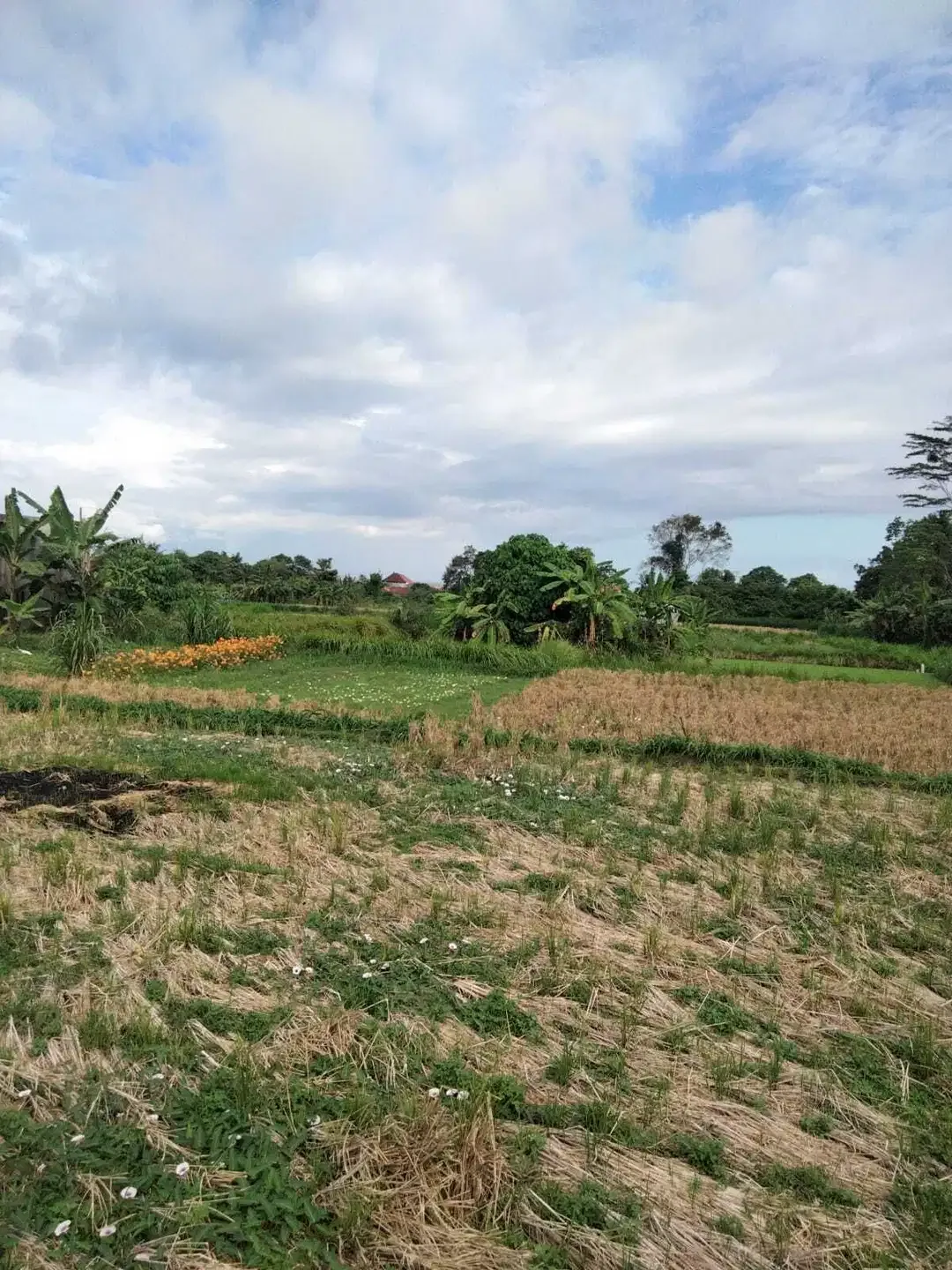1,5 are Full View Ocean dan Sawah di Gianyar Bali - Image 4 of 6