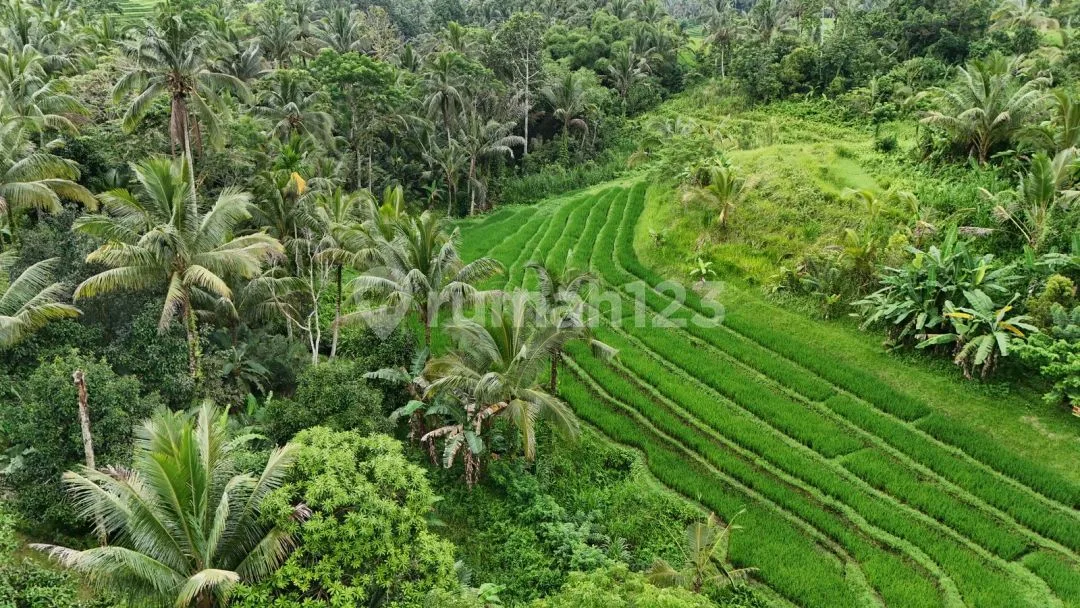Jual Tanah View Sawah Cantik Murah Di Tabanan Bali - Image 4 of 4